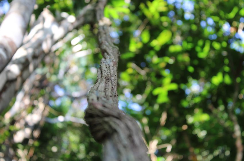  Pesquisadores do Brasil e da França participam de seminário sobre a Amazônia, no Amapá