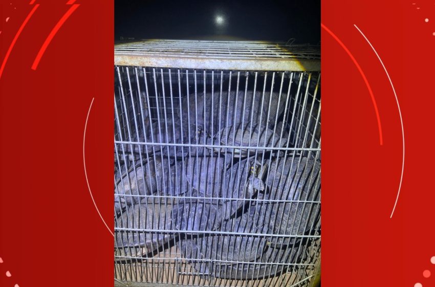  Polícia apreende 31 tracajás sendo vendidos ilegalmente em Tartarugalzinho, no Amapá