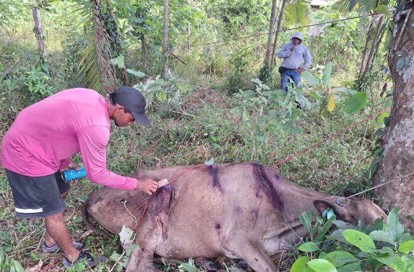  Despejo em área quilombola no Amapá gera revolta e deixa animais sem comida e água