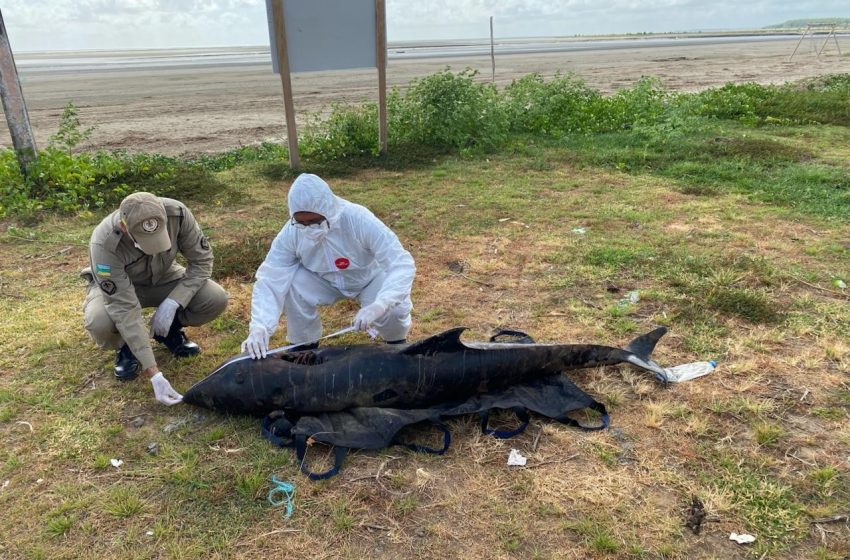  Golfinho-cabeça-de-melão, espécie rara, aparece morto no litoral do Amapá
