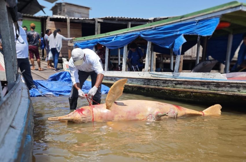  Boto-rosa é encontrado morto em estado de decomposição no porto de Santana, no Amapá