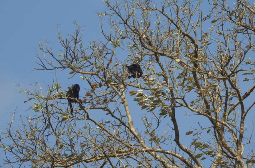  Estudo mapeia a população de guaribas na floresta do Amapá e avalia o risco de extinção